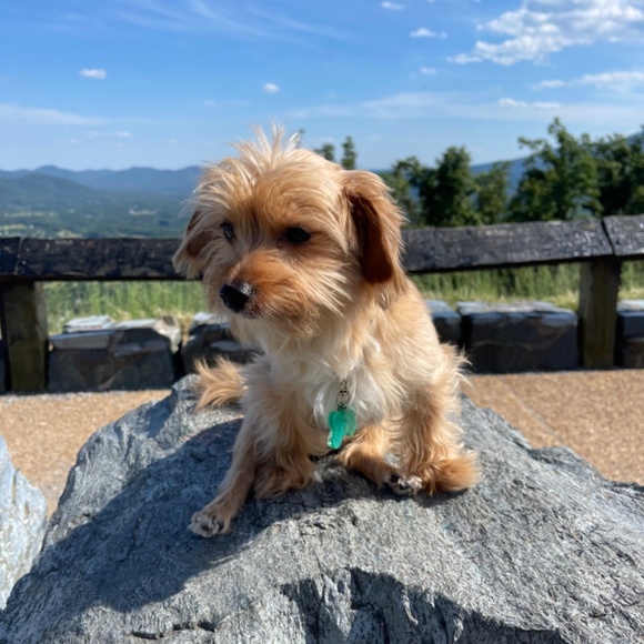 Meet your Posher, Jean - Picture 3 of 4